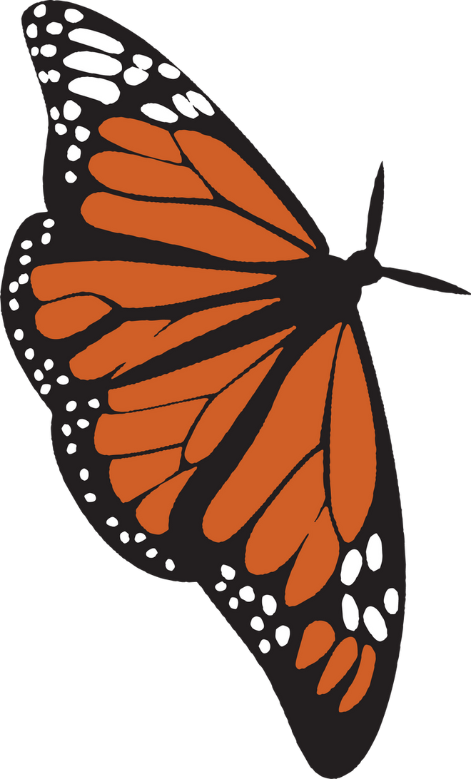 The Wanderer butterfly, the symbol of Wurrba